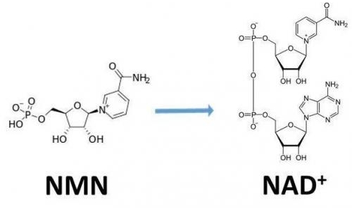 從生物學(xué)角度看NMN:為何能延緩衰老和提高免疫力？